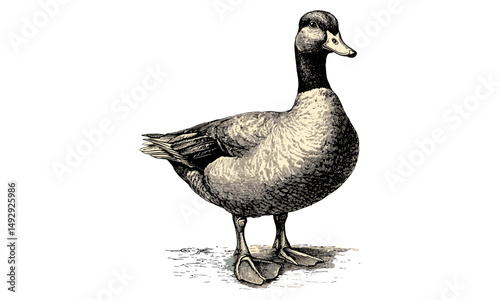 Black Sketch of Duck Standing on Ground, Hand-drawn Illustration, Vintage Engraving Style, Rustic Wildlife Print, Antique Farm Animal Art, Trendy Wall Decor for Home, Farmhouse Artwork