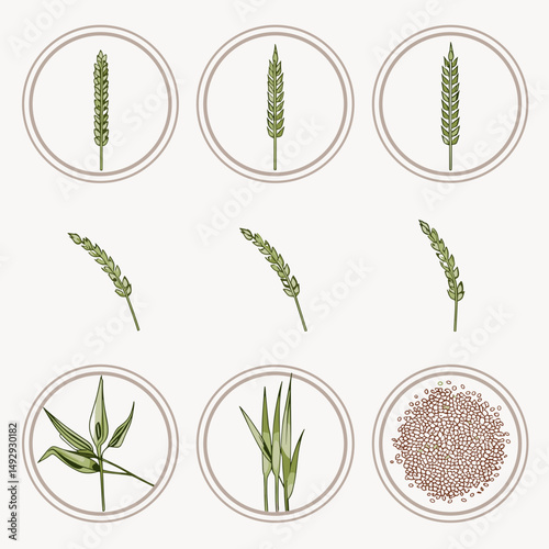 Botanical Illustration: A captivating illustration of various stages of grain growth, meticulously depicted within elegant circular frames.