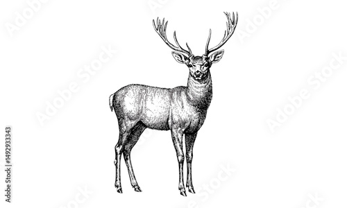 Hand-drawn Deer Antlers, Rustic Forest Wildlife Art, Vintage Animal Design, Black Sketch Drawing, Detailed Wilderness Engraving, Nature Print, Old Style, Rustic Wildlife Art