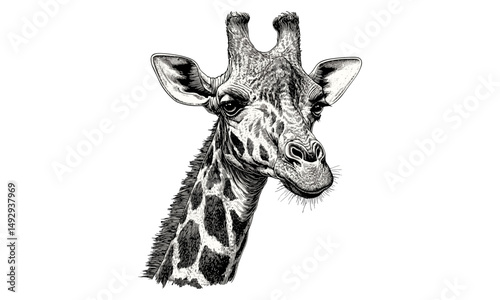 Vintage Giraffe Drawing, Black and White Sketch Art, Rustic Safari Wildlife Illustration, African Nature Poster, Old Engraving Style, Handcrafted Look,