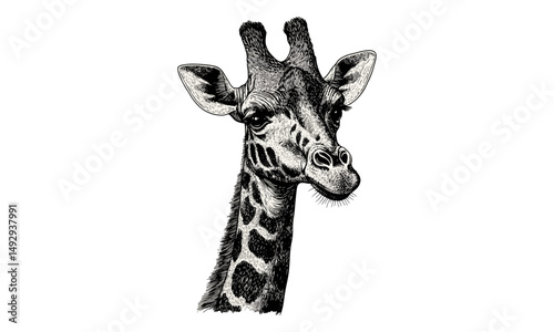 Hand-drawn Giraffe in Savanna, Vintage Wildlife Illustration, Rustic Safari Art, Black Ink Sketch, Engraving Style Animal Drawing, Trendy Nature Wall Decor,