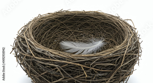 bird nest on white background