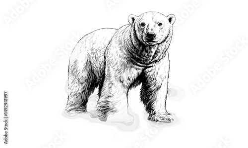 Vintage Polar Bear Illustration, Rustic Nature Decor, Hand-drawn Arctic Animal, Old Engraving Aesthetic, Black-and-white Ice Wildlife, Winter Art Print