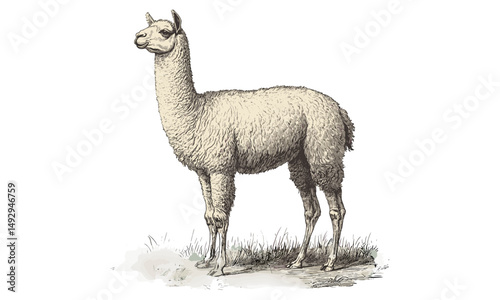 Monochrome Alpaca Sketch, Hand-drawn Vintage Engraving, Rustic Farm Animal Art, Antique Wildlife Etching, Black and White Trendy Decor for Country Home