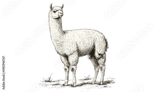 Hand-drawn Alpaca Sketch, Vintage Engraving, Rustic Farm Animal Artwork, Monochrome Etching, Antique Pasture Illustration, Black and White Trendy Decor