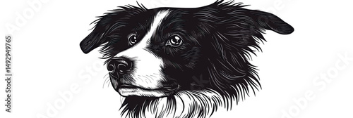 Detailed black and white vector illustration of Australian Shepherd dog head with expressive eyes and textured fur in hand drawn doodle style on white background