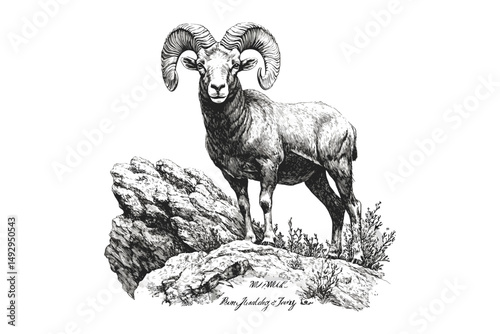 Engraving of Bighorn Sheep on Mountain Cliff, Vintage Wild Goat Illustration, Rustic Wildlife Print, Monochrome Nature Art, Retro Animal Sketch, Antique Style Black Sketch
