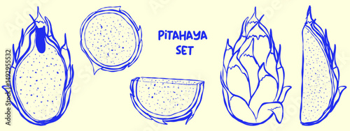 Pitahaya fruit set. Whole, half and slices pitaya cactus. Tropical dragon fruit collection. Hand drawn  Sketch for tropical decor, package design, pitahaya flavor, Pitaya product, snack.