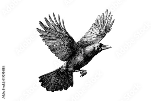 Crow in Flight Engraving, Vintage Hand-drawn Ornithology Art, Monochrome Wildlife Sketch, Retro Bird Line Drawing, Rustic Fauna Illustration, Black Etching for Home Decor, Trendy