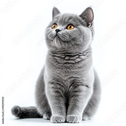 Grey cat with bright orange eyes sitting elegantly on white background