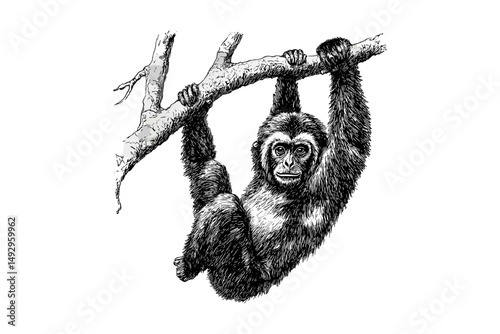 Hand-drawn Nature Illustration, Vintage Primate Line Art, Engraving of Gibbon Swinging, Monochrome Animal Etching, Rustic Fauna Print, Black sketch