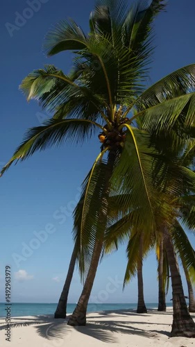 a tall palm tree with green leaves sways gently in the tropical breeze against a backdrop of a bright blue sky.  The white sand beach and turquoise waters create a scene of paradise. 