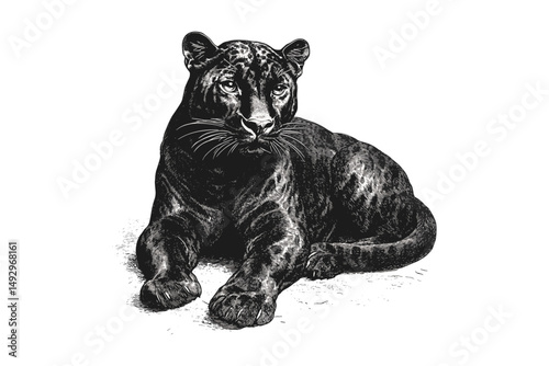Vintage Panther Engraving, Lying Big Cat Sketch, Hand-drawn Jungle Animal, Monochrome Etching, Antique Wildlife Illustration, Black Ink Art, old style print, safari art
