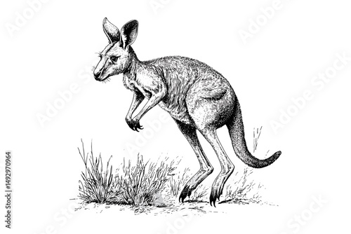 Hand-drawn Red Kangaroo Hopping, Vintage Australian Mammal Illustration, Wilderness Ink Art Print, Monochrome Wildlife Sketch, antique nature artwork, rustic interior wall decor,