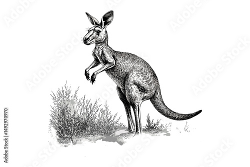 Red Kangaroo Engraving in Vintage Style, Monochrome Hand-drawn Australian Wildlife Art, Wilderness Sketch Illustration, Black Ink Mammal Design, retro animal print, outback wall art,