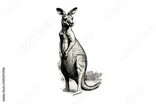 Vintage Wildlife Illustration, Engraving of Standing Kangaroo, Retro Outback Animal Drawing, Hand-drawn Antique Sketch Style, Rustic Mammal Artwork