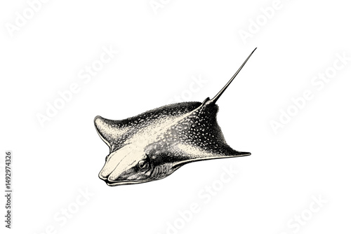 Antique Ocean Wildlife Drawing, Vintage Sea Creature Sketch, Monochrome Nautical Etching, Hand-drawn Marine Life Illustration, Stingray Engraving, Old Engraving Style