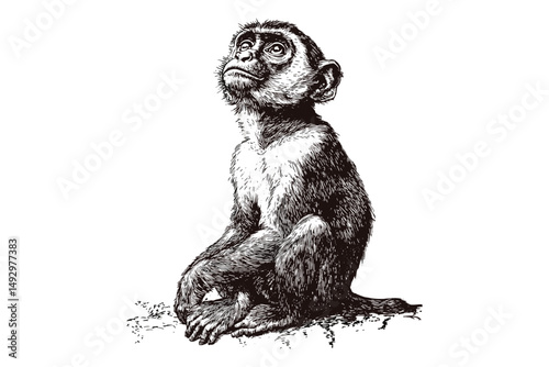 Vintage Engraving of Vervet Monkey Looking Around, Old Jungle Animal Illustration, Hand-drawn Monochrome Primate Sketch, Retro Etching Style Drawing, antique animal art
