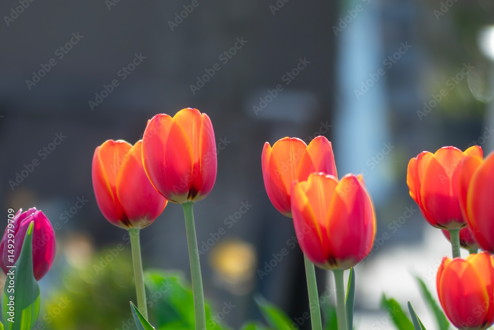 Fototapeta premium 美しい春のバラ 滋賀県草津市ai彩広場