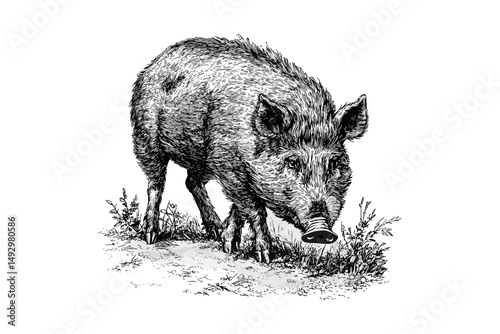 Wild Boar Sniffing Ground Engraving, Vintage Forest Animal Sketch, Hand-drawn Monochrome Mammal Illustration, Retro Wildlife Etching, old nature art, classic animal drawing