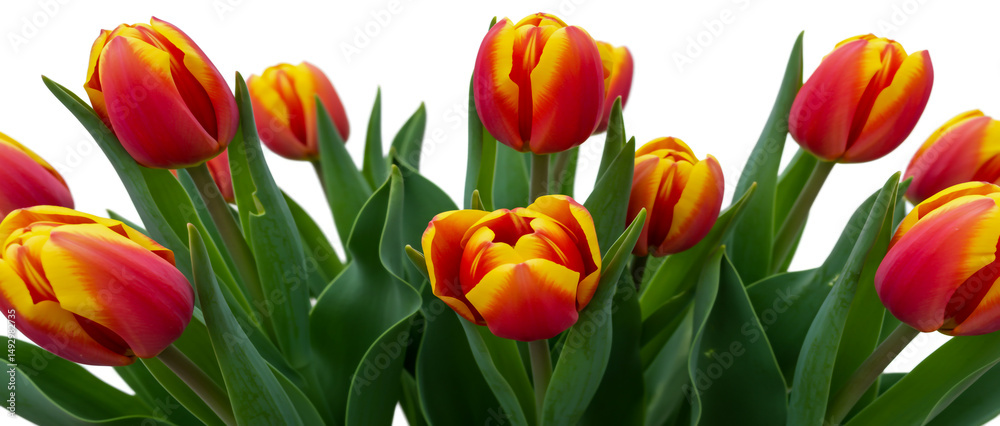 Obraz premium Vibrant red and yellow tulips spring bouquet