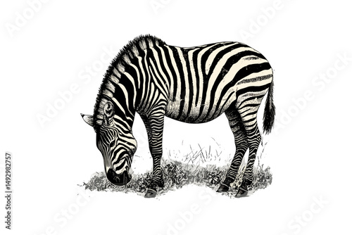 Vintage animal line art, engraving of zebra grazing, monochrome safari wildlife etching, hand-drawn African fauna drawing, rustic nature print, exotic wildlife sketch black