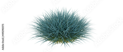 Lush blue fescue grass isolated on white background