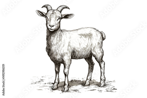 Goat Standing Still, Vintage Etching Style Farm Animal Drawing, Monochrome Hand-drawn Domestic Animal Art, old engraving style, wildlife sketch, rustic countryside illustration, farm decor,