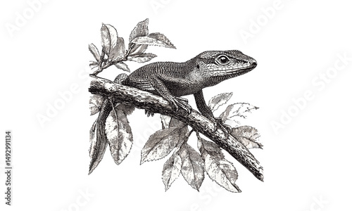 Retro style hand-drawn anole lizard engraving, vintage reptile illustration, monochrome wildlife sketch, jungle nature decor, old engraving style art, trendy natural history print