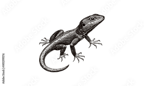 Retro wildlife sketch of anole lizard, vintage hand-drawn engraving, monochrome etching style drawing, rustic fauna print, jungle reptile illustration, antique black sketch, trendy animal art