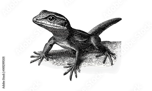 Vintage hand-drawn engraving of anole lizard, retro jungle reptile sketch, monochrome etching style drawing, rustic fauna print, old engraving style, wildlife illustration, antique format