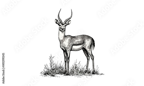 Vintage Monochrome Antelope Engraving, Hand-drawn Wildlife Line Art, Rustic Nature Etching, Retro Mammal Sketch, Detailed Grassland Illustration, Black and White Fauna Drawing