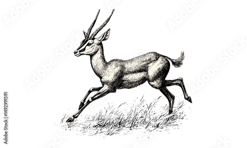 Vintage antelope engraving, monochrome safari mammal sketch, rustic wildlife line art, detailed nature drawing, retro fauna illustration, old hand-drawn style, safari animal print