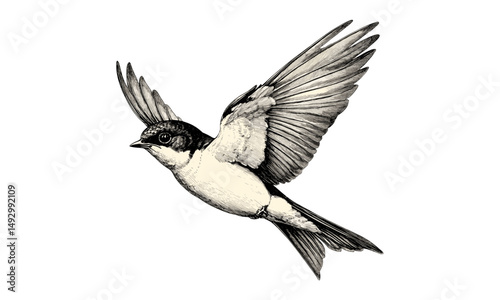 Monochrome Barn Swallow Illustration, Vintage Hand-drawn Bird Sketch, Ornithology Engraving in Flight, Old Style Wildlife Art, Rustic Home Decor, Nature Drawing