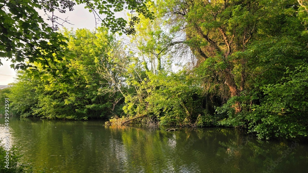 Fototapeta premium Serene River Scene with Lush Greenery