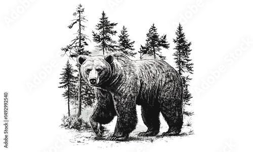 Rustic animal print of bear walking, vintage monochrome engraving, detailed line art wildlife, retro nature illustration, old engraving style, hand-drawn mammal sketch