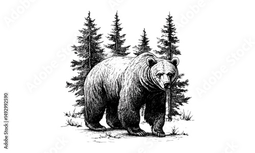 Vintage hand-drawn engraving of bear walking in forest, monochrome mammal line art, rustic animal print, detailed nature illustration, retro fauna drawing, wildlife sketch, old engraving style