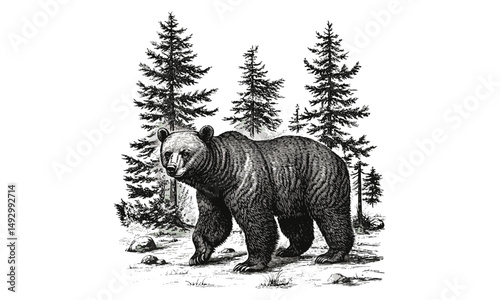 Bear walking vintage engraving, monochrome line art, detailed nature illustration, rustic wildlife print, retro fauna drawing, old engraving style, hand-drawn mammal sketch