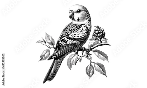 Hand-drawn budgerigar engraving, vintage pet bird illustration, trendy monochrome etching, antique parrot sketch, retro wildlife drawing, old engraving style, exotic species art