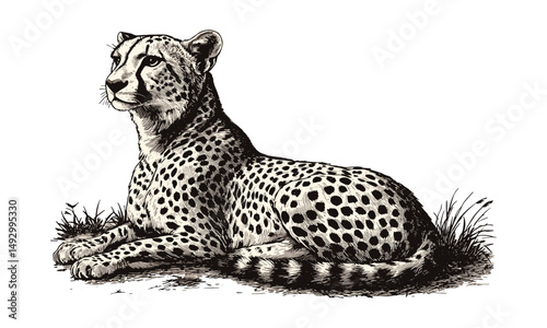 Vintage Cheetah Resting Illustration, Hand-drawn Jungle Big Cat, Monochrome Sketch in Etching Style, Trendy Safari Art Print, Animal Engraving Drawing for Wall Decor