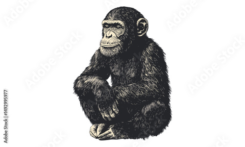 Retro wildlife decor illustration, hand-drawn engraving of chimpanzee sitting, vintage primate etching, monochrome jungle animal art, black sketch, old engraving style, primate wall art print