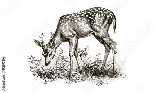 Retro wildlife engraving, hand-drawn deer grazing, vintage forest mammal sketch, monochrome etching, nature and woodland decor, black line art, rustic animal illustration, trendy forest art.