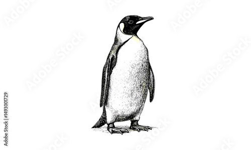 Vintage Emperor Penguin Engraving, Hand-drawn Antarctic Wildlife Sketch, Retro Etching Style Illustration, Monochrome Cold Region Animal Art, black and white nature drawing,