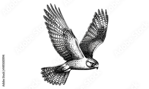 Falcon mid-flight engraving, hand-drawn bird of prey, vintage wildlife etching, monochrome fauna illustration, rustic ornithology print, detailed sketch, retro nature art, old style