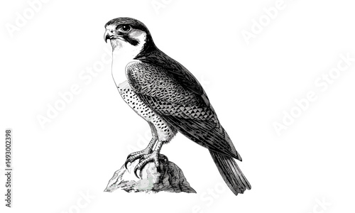Falcon engraving, hand-drawn bird of prey, monochrome line art, vintage wildlife illustration, rustic fauna print, detailed retro etching, old style sketch, nature decor