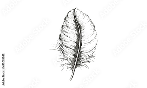 Hand-drawn flamingo feather detail, vintage tropical bird sketch, black and white etching, wildlife art print, elegant nature decor, old engraving style, feather close-up, classic illustration