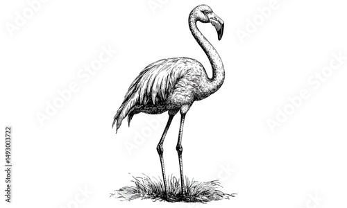 Flamingo engraving art, hand-drawn bird illustration, vintage wildlife sketch, monochrome retro etching, coastal and tropical decor, black ink drawing, exotic nature print, detailed engraving