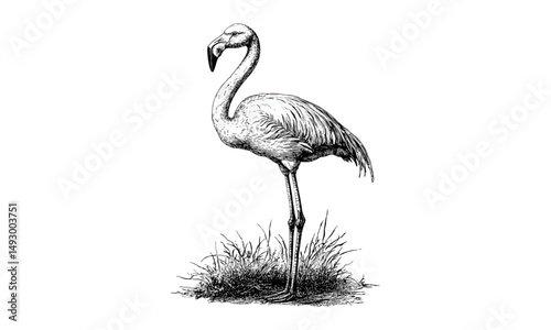 Hand-drawn flamingo engraving, vintage bird etching, monochrome sketch, retro wildlife art, tropical coastal decor, old engraving style, exotic bird print, nature illustration, black ink