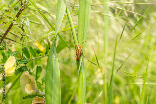 Brown Lampyridae on light green grass. Selected focus.