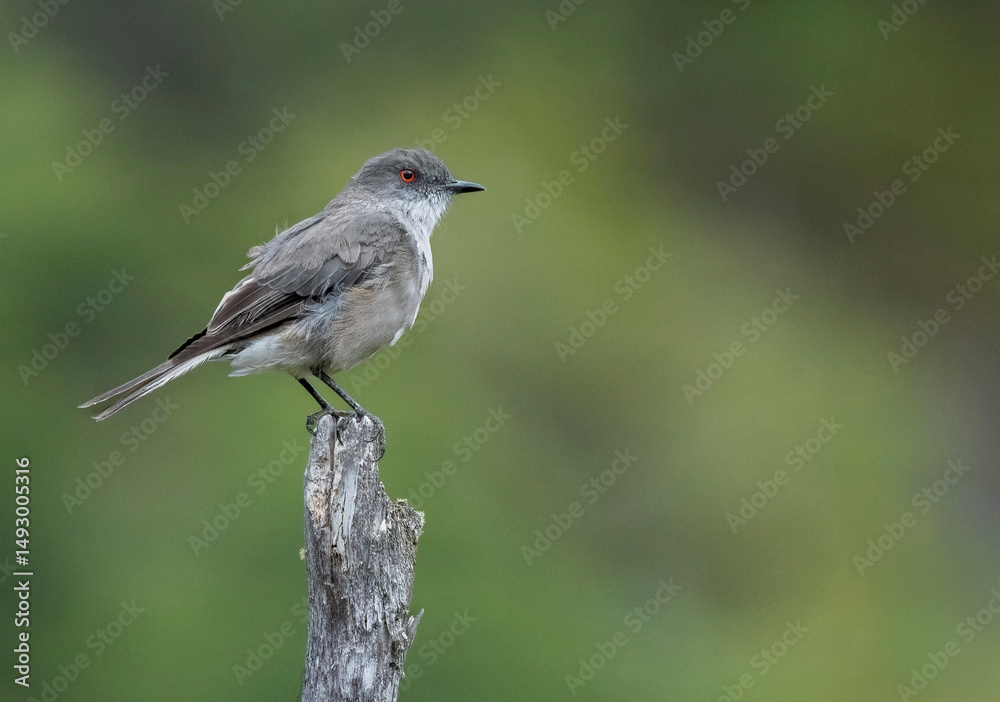 Obraz premium Diucon ave